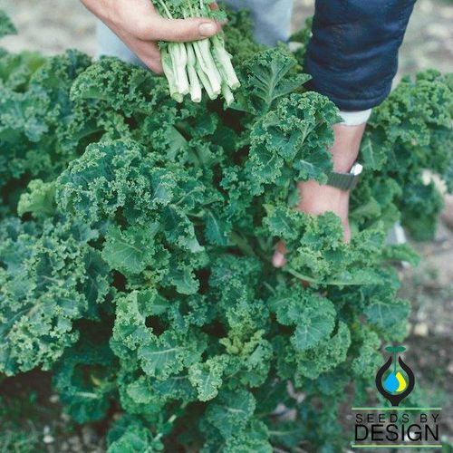 Cabbage seed - White Russian - Seeds by Design