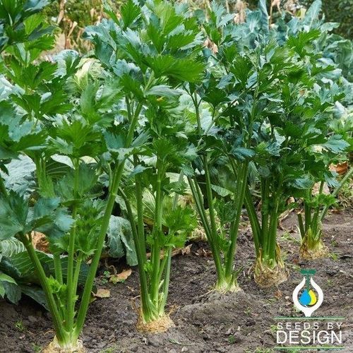 Annual celery seed - Tendercrisp - Seeds by Design - hybrid