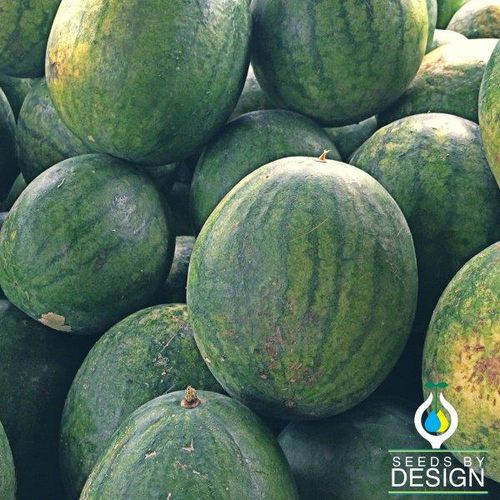 Annual watermelon seed - Peacock WR-60 - Seeds by Design - hybrid / green