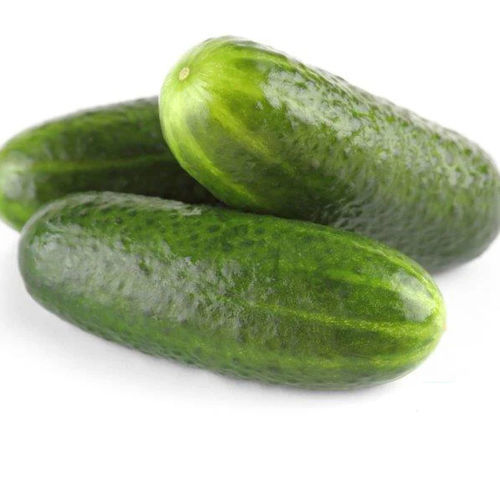 Powdery mildew resistant cucumber seed Addis Seeds by Design