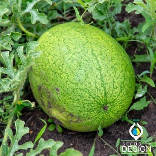 Fusarium resistant watermelon seed - Greybelle - Seeds by Design - anthracnose resistant / annual / round