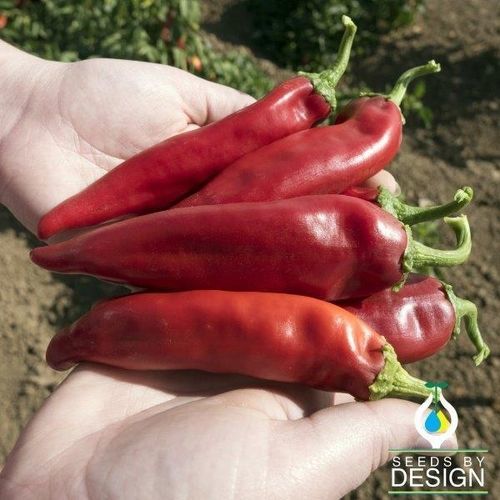 Early pepper seed - NuMex Joe E Parker - Seeds by Design - annual / red