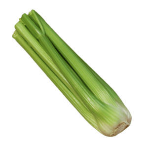 Early celery seed - Remus F1 - Tozer Seeds Ltd - hybrid / bolting resistance