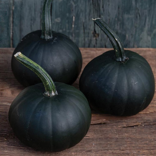 Early pumpkin seed - Morticia F1 - Tozer Seeds Ltd - powdery mildew resistant / hybrid / round