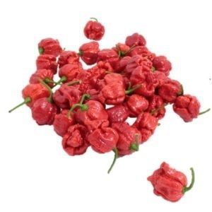 Early pepper seed - Armageddon - Tozer Seeds Ltd - hybrid