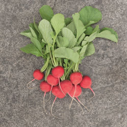 Early radish seed - Rambla - Elsoms Seeds