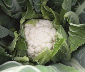 Early cauliflower seed - Liria - Elsoms Seeds - summer