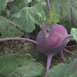 Medium early kohlrabi seed - Kolibri - Elsoms Seeds