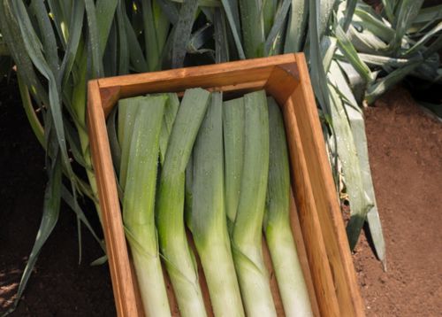 Late leek seed - Runner - Elsoms Seeds - summer