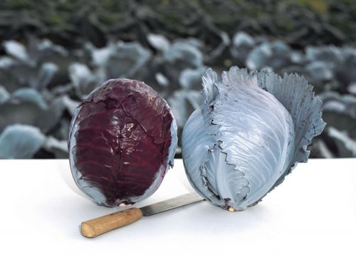 Autumn cabbage seed - Buscaro - Elsoms Seeds