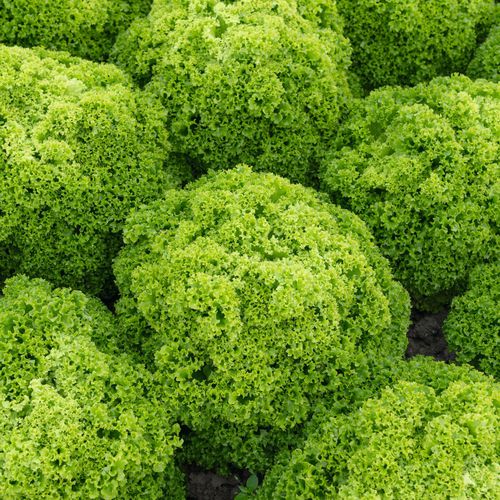 Lettuce seed - Elle - Elsoms Seeds