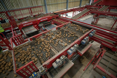 Potato grader - EASYGRADE - Tong Engineering - onion / beets / bulb