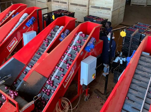 Potato weighing system - 2520 - Tong Engineering - for carrots / brussel sprouts / bulb
