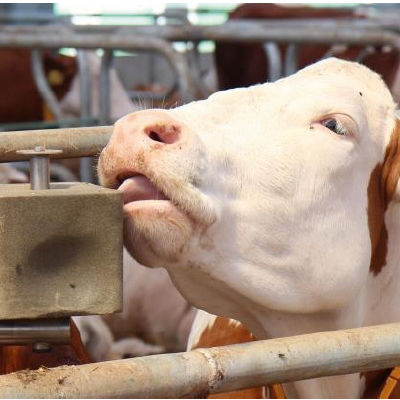 Metal salt lick stand - FARMTEC a.s.