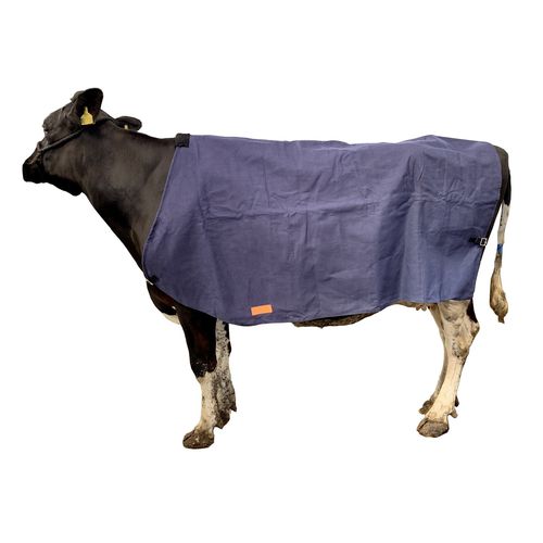 Calf blanket CANVAS AniMac