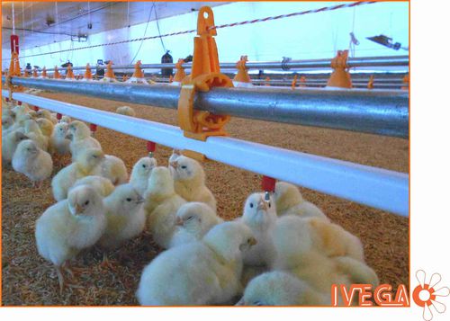 Poultry waterer - Bebedero nipple IVEGA - IVEGA-DOTEX S.A. - plastic / galvanized steel / PVC
