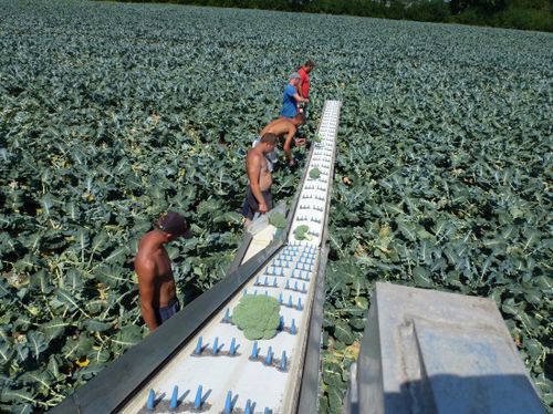 Vegetable harvesting belt - VegBeet SP - Pack TTI  / Weber Cooling - trailer-mounted / foldable