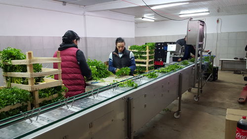 Herb processing line - Srotec K3000 - Pack TTI  / Weber Cooling - for vegetables