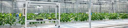 Plant phenotyping robot - TraitFinder - Phenospex - for greenhouse ...