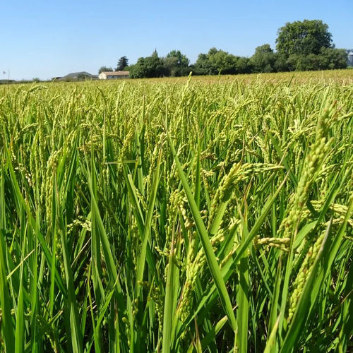 Early rice seed - BEAUDUC - Semences de Provence - autumn / grain