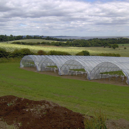 Multi span greenhouse - Kosy/Scotch range - Osprey Tunnels Ltd - plastic / permanent / strawberry