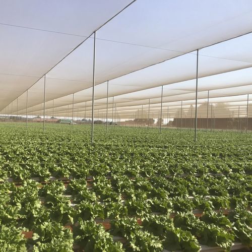 Tube hydroponic system - Osprey Tunnels Ltd - indoor