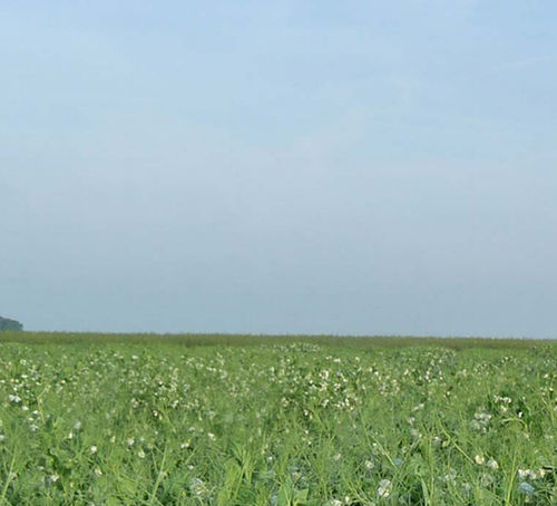 Medium early protein pea seed - Balltrap - Florimond Desprez - winter