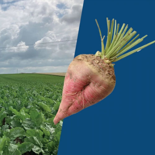 Fodder beet seed - Cariko - Florimond Desprez - rhizomania resistant / conical