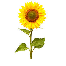 Early sunflower seed - FAUSTO ST - Deleplanque