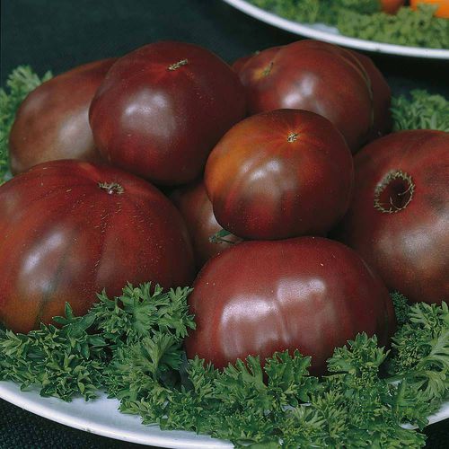 Black tomato seed - Black Russian - thompson-morgan - round