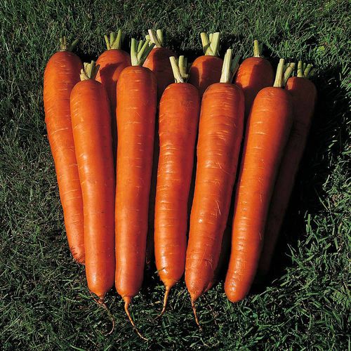 Autumn carrot seed - Bangor - thompson-morgan - summer / hybrid