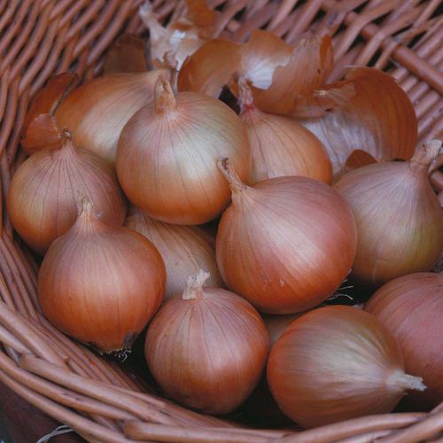 Hybrid onion seed - Hi Keeper - thompson-morgan - yellow