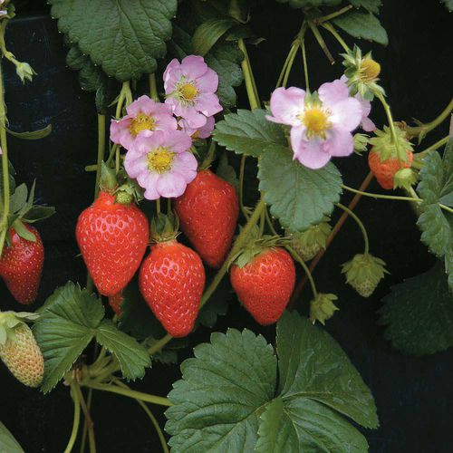 Hybrid strawberry seed - Florian - thompson-morgan