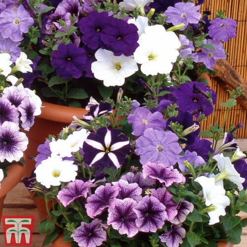 Annual floral seed - Petunia  - thompson-morgan - mix of colors / for pots / hybrid