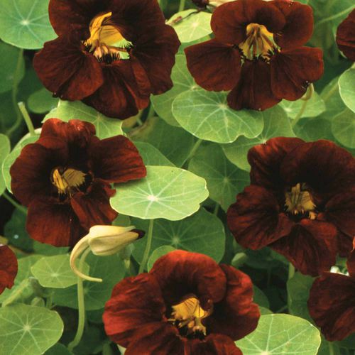Annual floral seed - Black Velvet - thompson-morgan - for garden