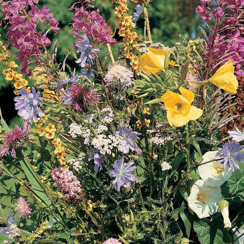 Mix of colors floral seed - Meadowland  - thompson-morgan - for garden / for attracting butterflies / mixture