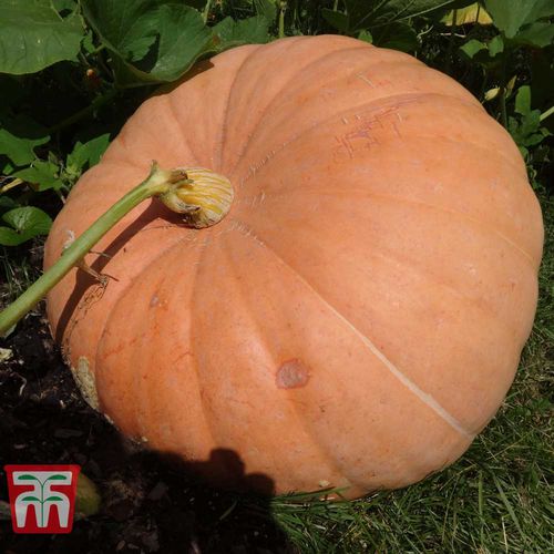 Early pumpkin seed - Big Max - thompson-morgan - autumn / round