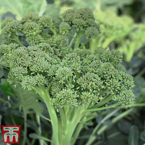 Annual brocoli seed - Sweet Returns' F1 - thompson-morgan - hybrid