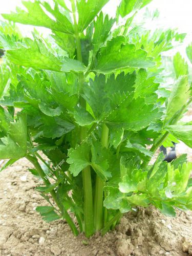 Autumn celery seed - LCE011 - Le Biau Germe - biological