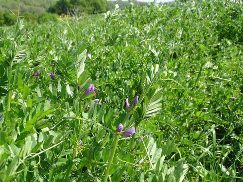 Vegetation cover mixture - EVE series - Le Biau Germe - vetch / nitrogen restoration / biological