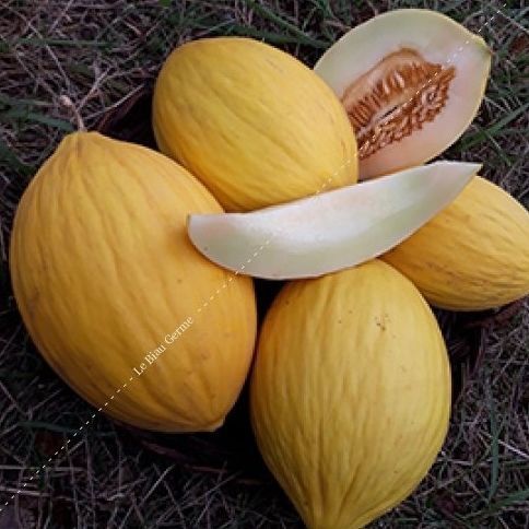 Very early melon seed - LML151 - Le Biau Germe - summer / yellow / biological