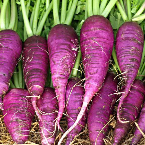 Autumn radish seed BLUE SATIVA winter