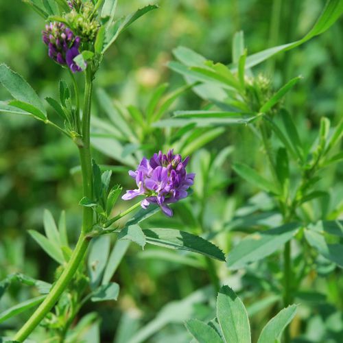 Alfalfa cover crop - SATIVA - nitrate-fixing intermediate crops / with ...