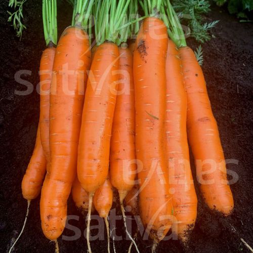 Medium carrot seed ka11 SATIVA autumn