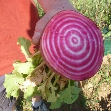 Edible beet seed - 281798 - Atypyc - red / biological / round