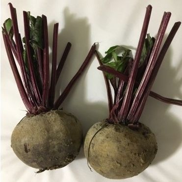 Sugar beet seed - 284596 - Atypyc - red / biological / round