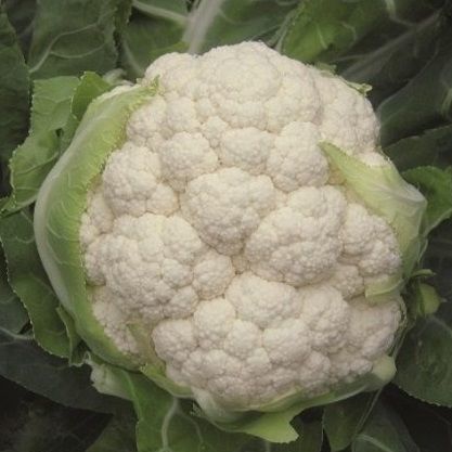 Autumn cauliflower seed - Belot F1 - Atypyc - hybrid