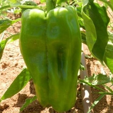 Hybrid pepper seed - Lamuyo F1 - Atypyc - red
