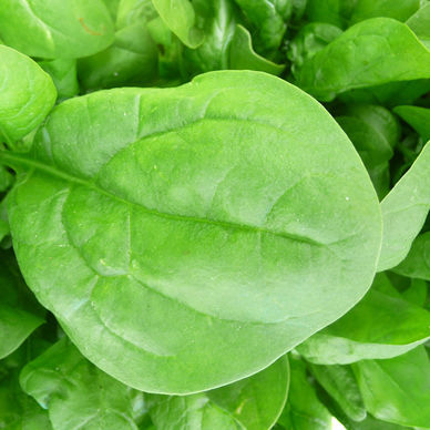 Fusarium resistant spinach seed - Parys F1 - Atypyc - winter / hybrid
