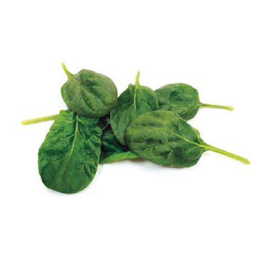 Hybrid Spinach Seed Alcor F1 Nunhems Bolting Resistance